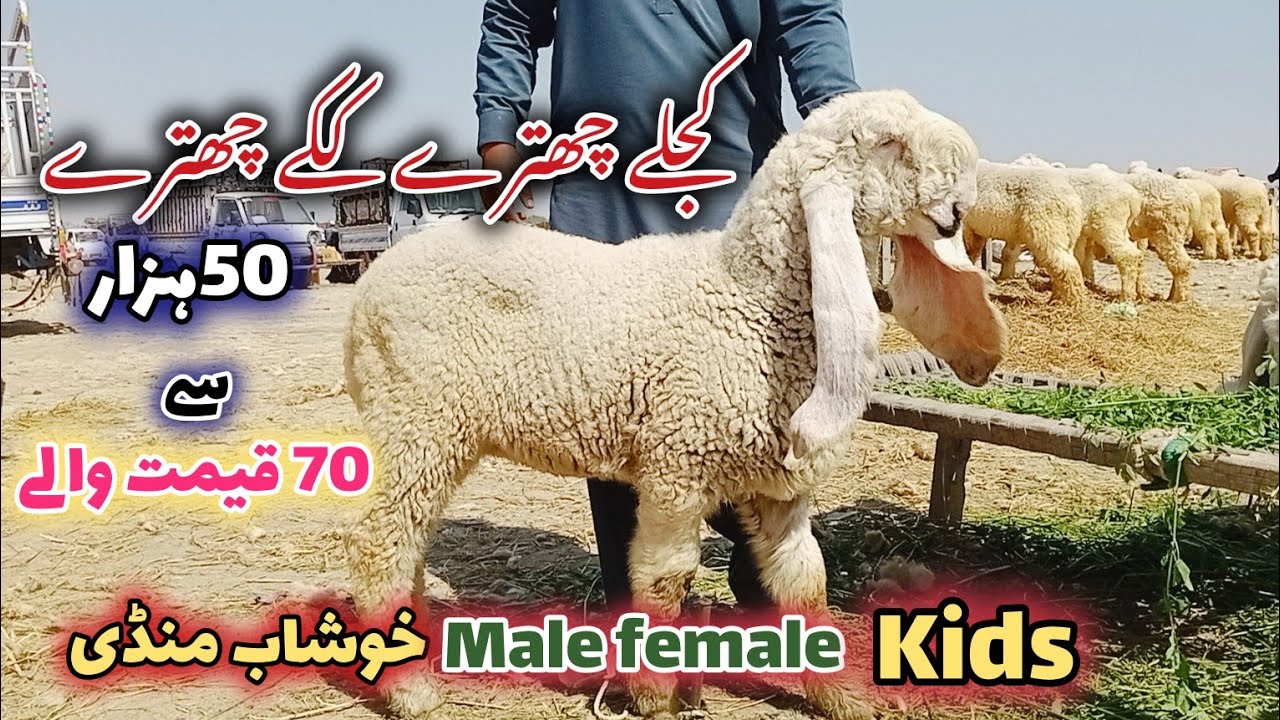 Beautiful female sheep kids Khushab Mandi || kajle chatrey Qurbani wale 2025 Latest update Sargodha