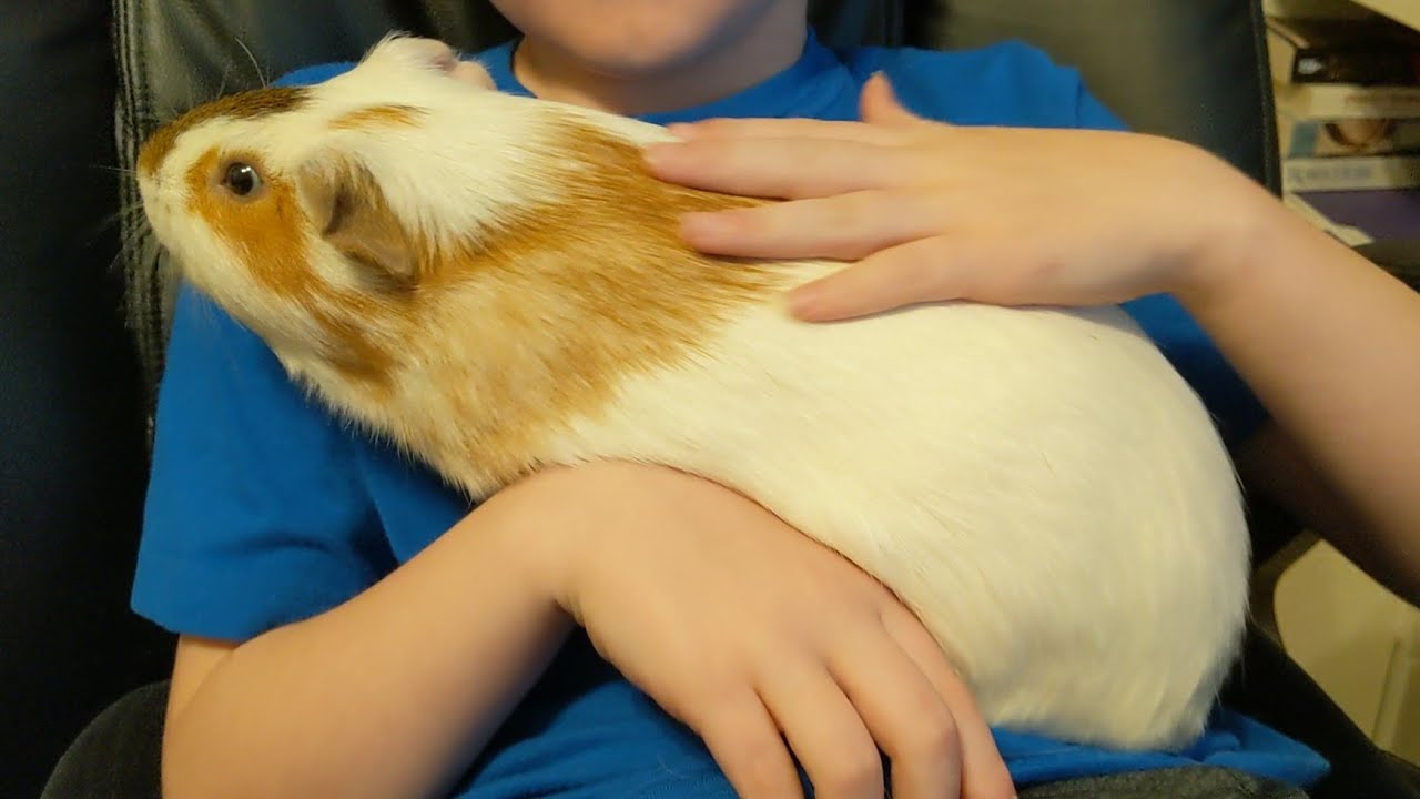 The World's Largest Guinea Pig