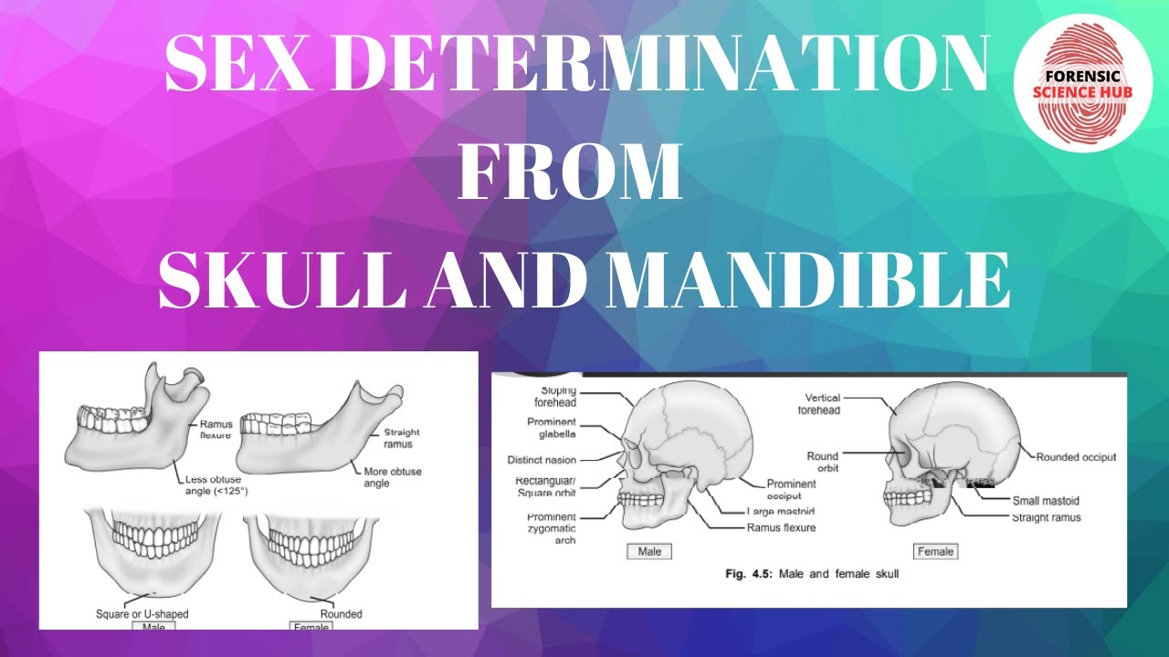 Sex determination through skull and mandible | Forensic medicine