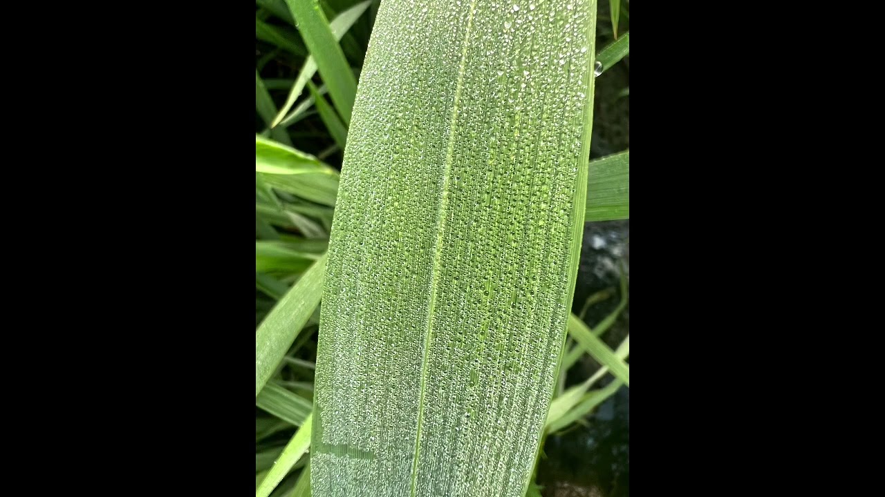 Zero days to 90 Days Demo Trial of Hybrid and inbred varieties to zero synthetic fertilization