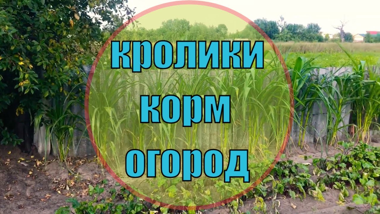 Чем кормить кроликов с огорода часть 2?!