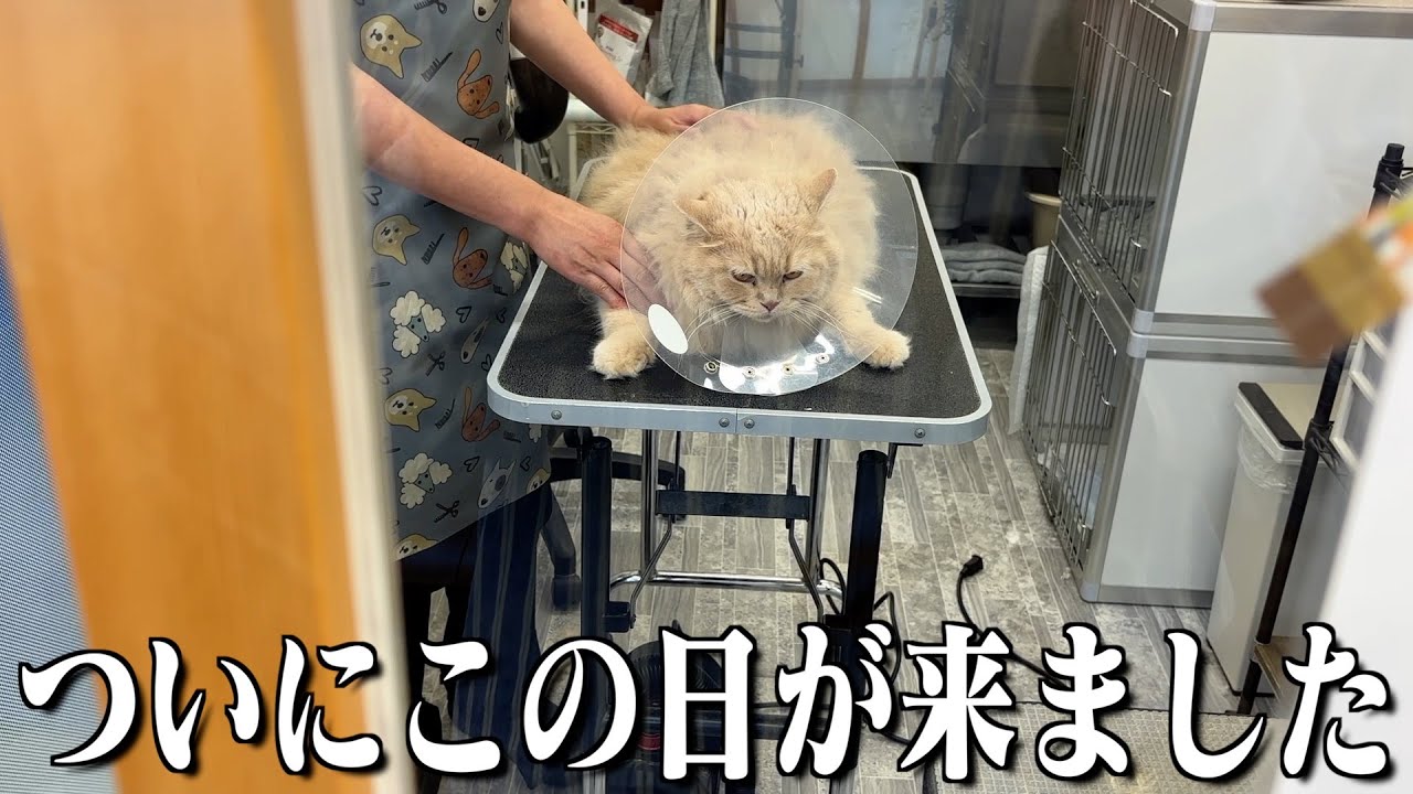 【衝撃】毛玉まみれだった愛猫がトリミングへ！しかし残念な結果に…