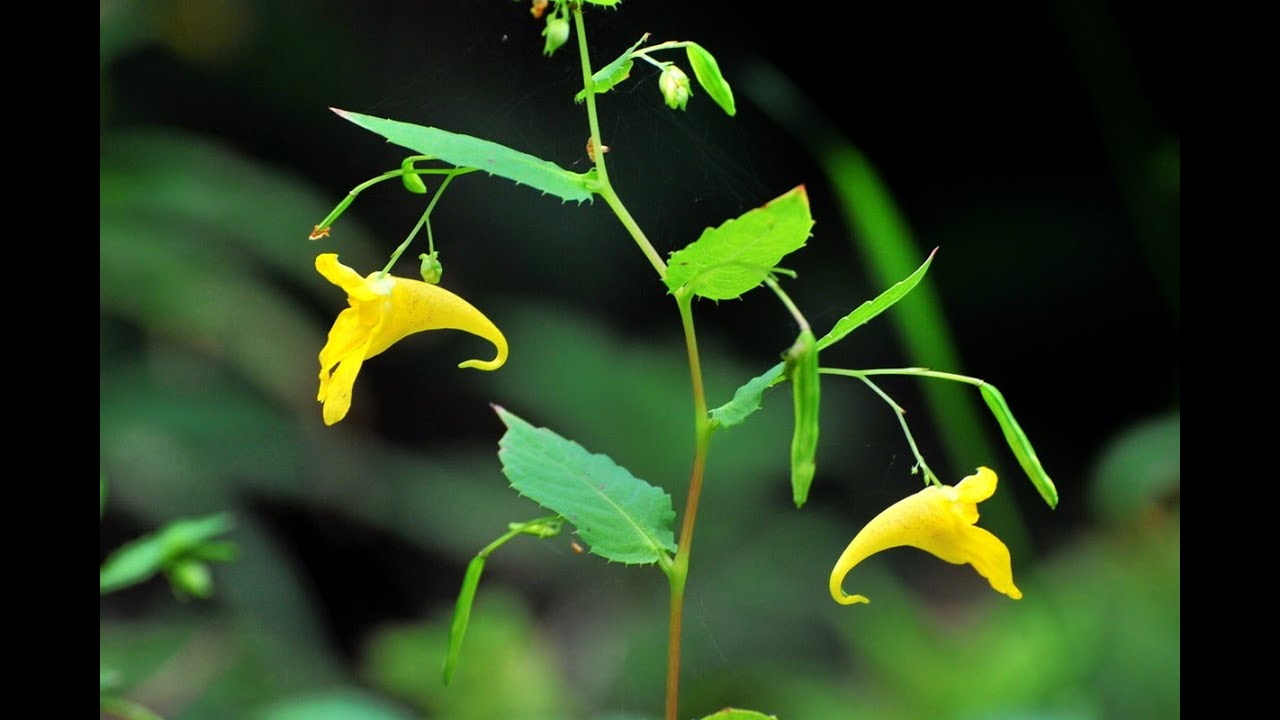 Invasive Neophyten und die Springkräuter