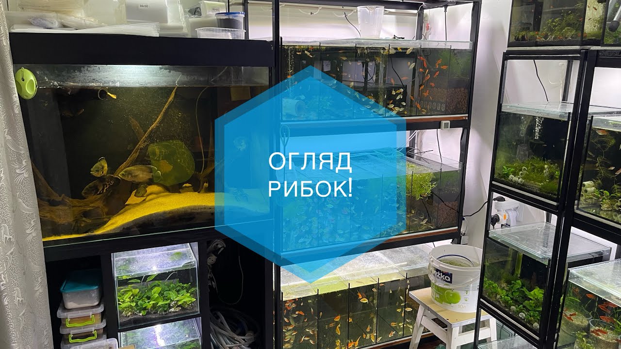 Огляд рибок!
