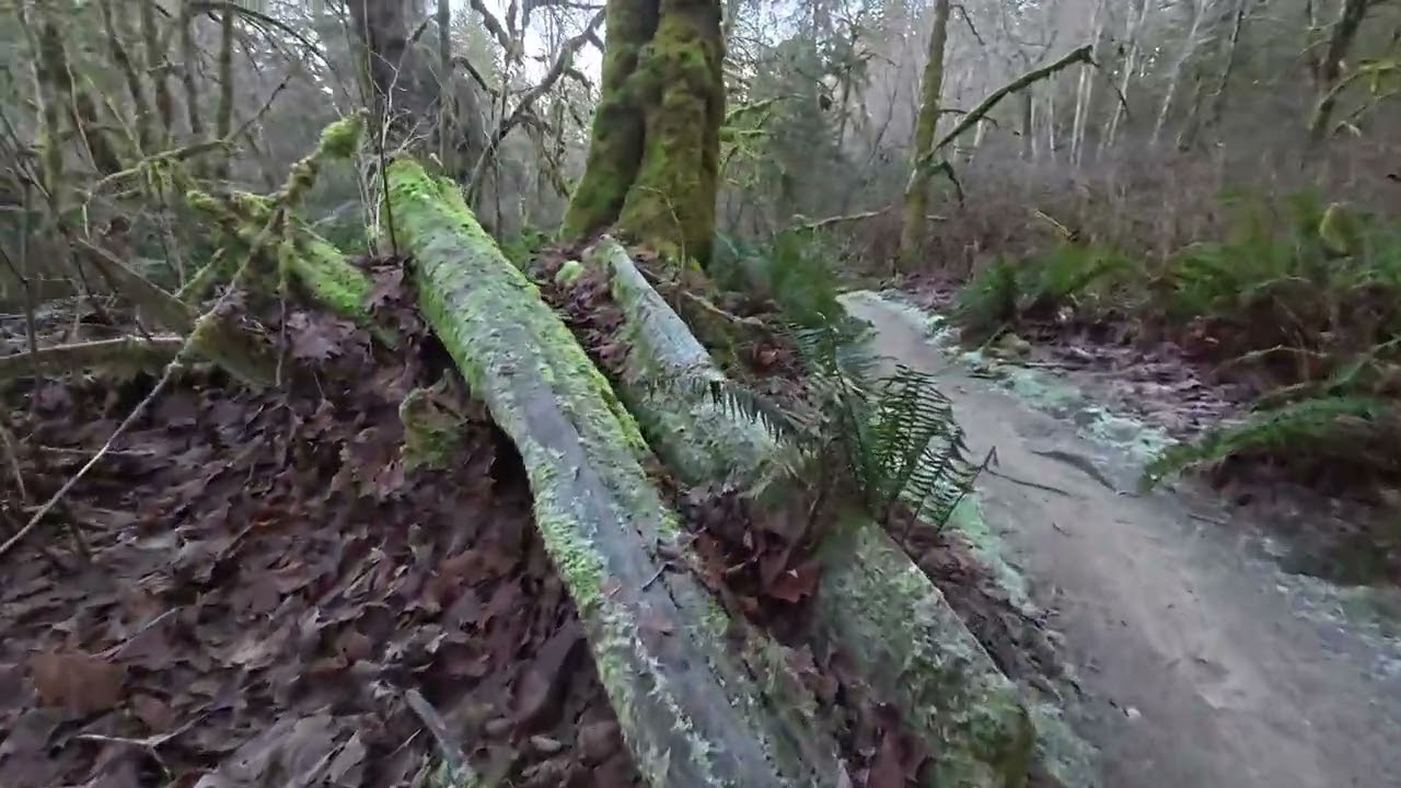 A Quiet Walk in the Woods (POV with Pixel)