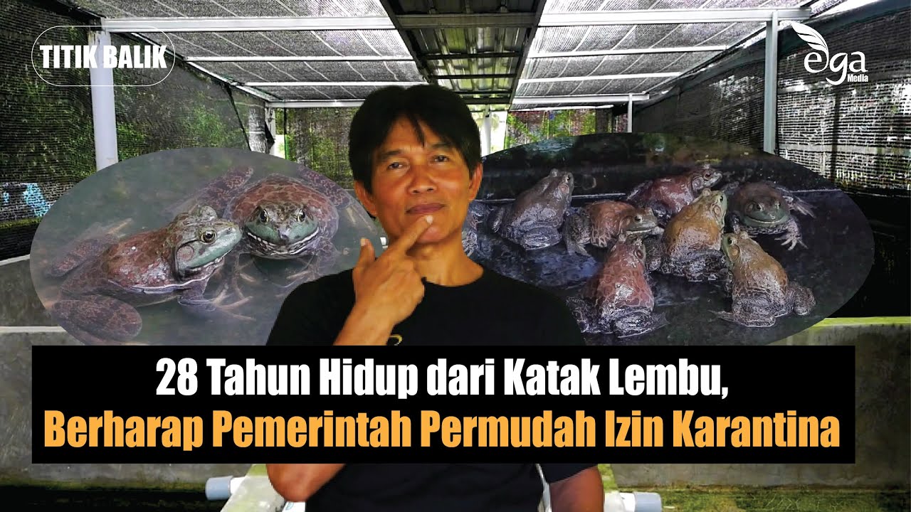 28 Tahun Hidup dari Budidaya Katak Lembu, Prospek Kedepan Masih Menggiurkan