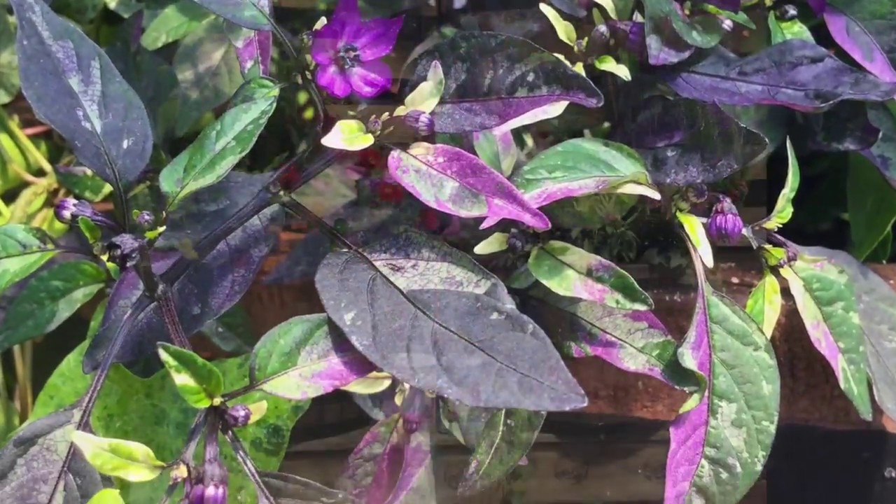 Vermillionaire, Hummingbird Magnet!