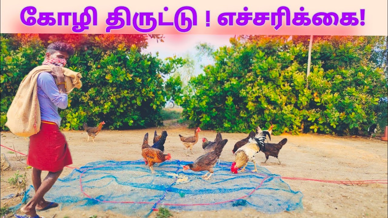 கோழி திருட்டு எப்படி நடக்கும்?  விழிப்புணர்வு /chicken theif