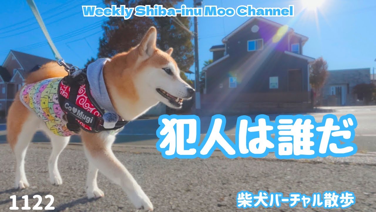 【柴犬】ゴミを捨てた犯人を捜査するはずがすぐに忘れてしまう柴犬 