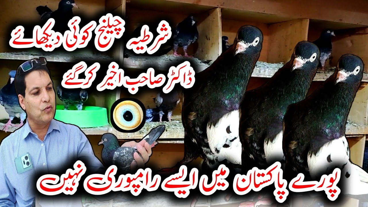 Rampuri Nayaab Kabootar 💯 // Price Teddy Kabootar // Zakh Kabootar // Lakhy Kabootar // Pigeon Setup