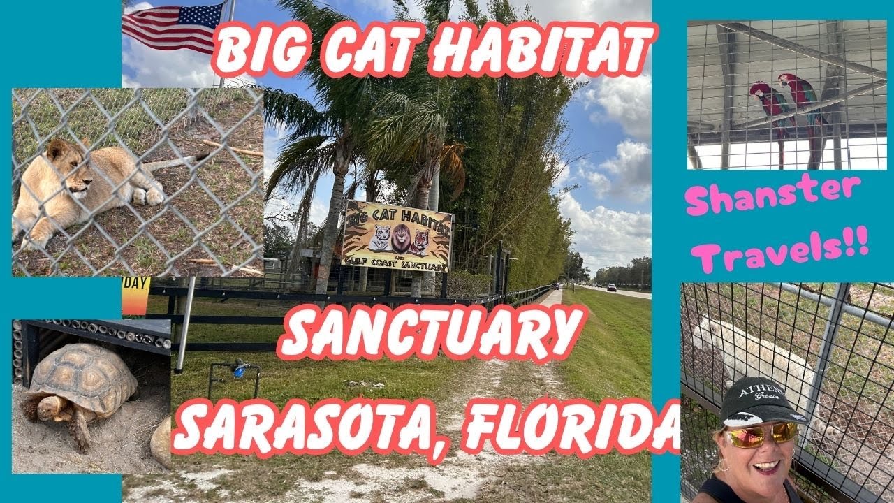 Check out the Amazing Big Cat Habitat in Sarasota Fl!!!