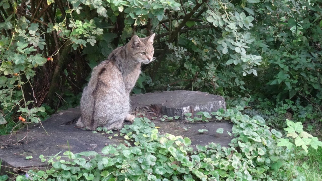Biotopwildpark Anholter Schweiz