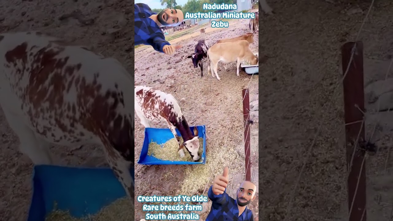 Nadudana Australian Miniature Zebu cattle