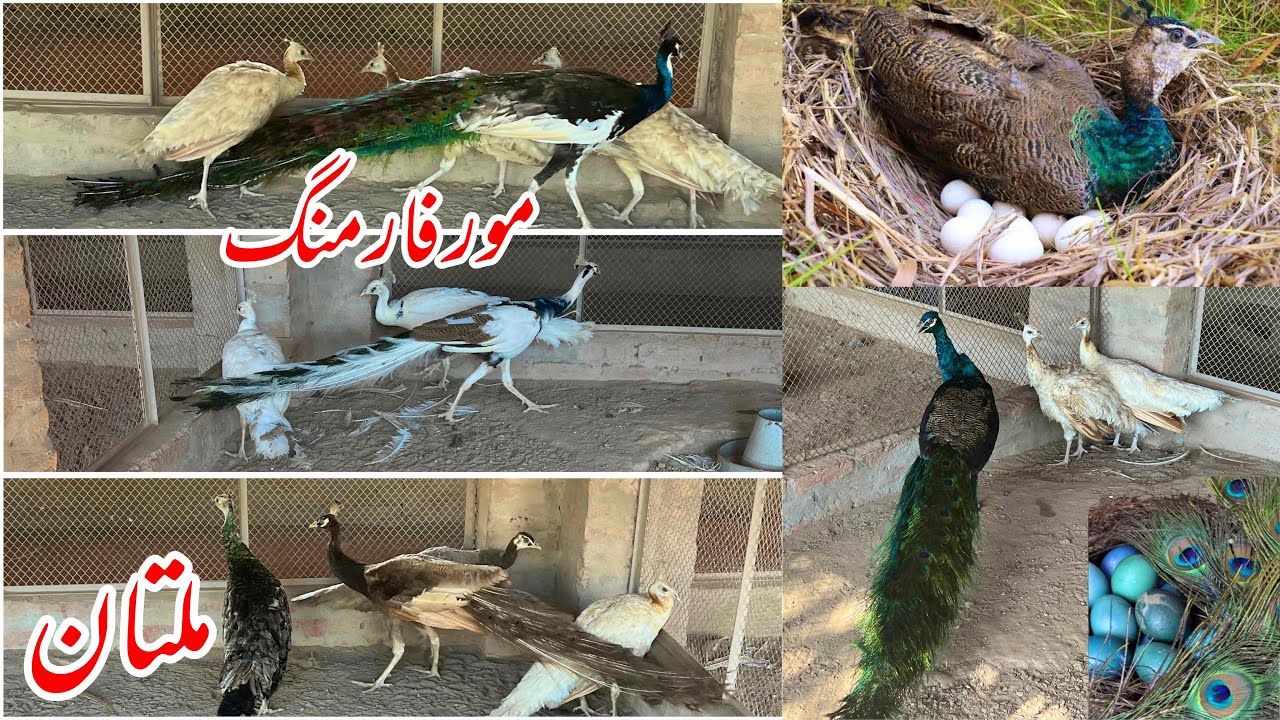 Peacock Farm || More Farm || How to start peacock farming in Pakistan | Mor Farming in Pakistan 2024