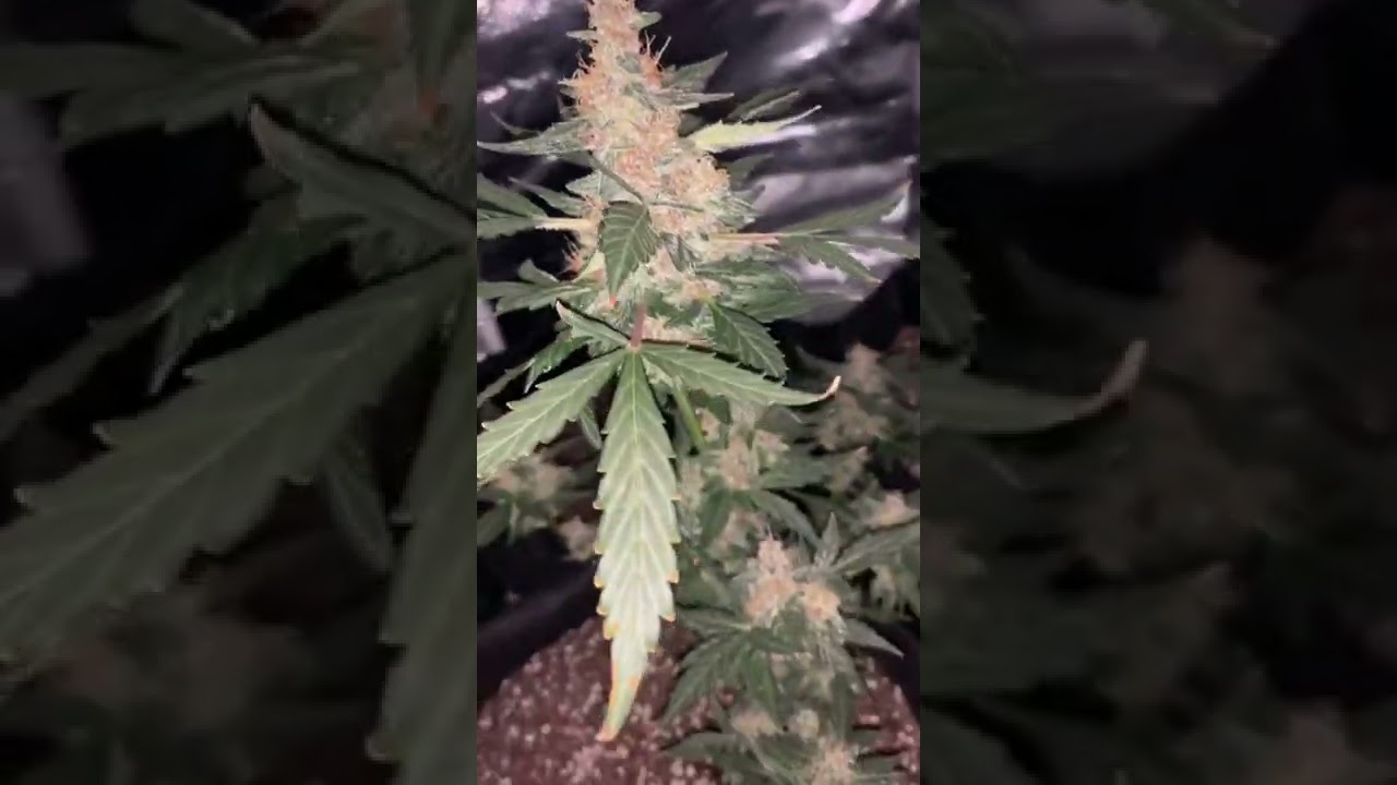 Some #indoor #whitewidow #autoflower I grew 🔥#ilgm #otf #trending #viral #shorts