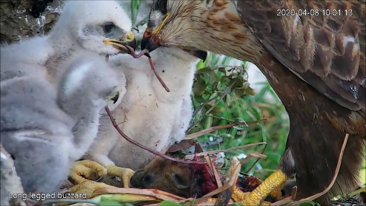 לא לבעלי לב חלש - Israel Raptor Nest Cam - עופות דורסים בשידור חי