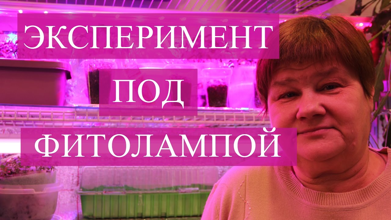 Фитолампы. Результаты экспериментального выращивания.
