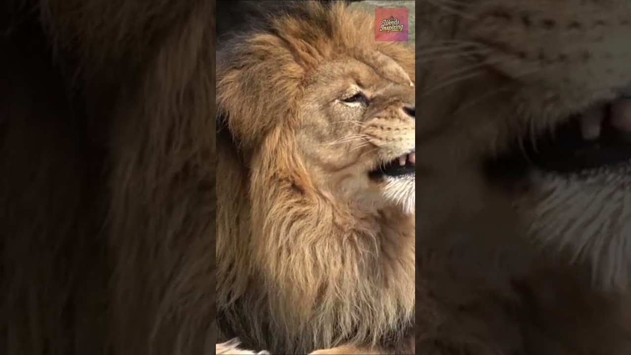 Shair Karobaar Krta hai |  Motivational words by Sheikh Atif Ahmed  #success #business #lion