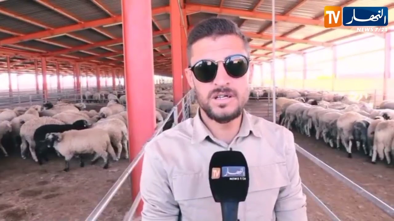 الجلفة : توزيع أولى شحنات الأضاحي المستوردة بالمركب الجهوي بحاسي بحبح