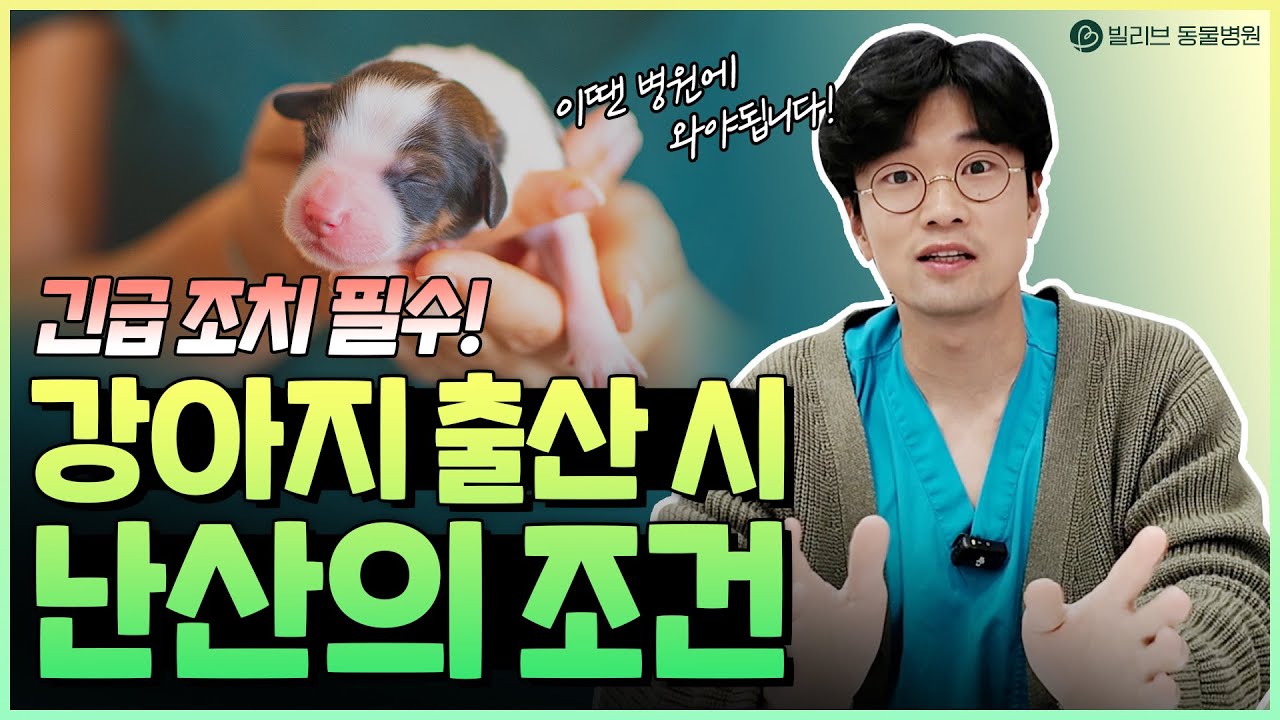 [빌리브동물병원] 강아지 출산에도 난산이 있다?