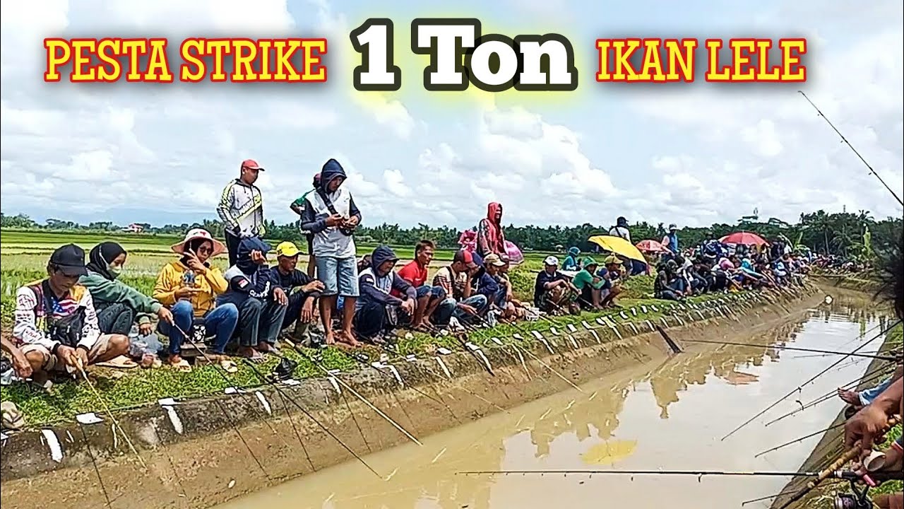 MERIAH..!! Lomba Mancing Ikan Lele 1 Ton | Mancing Galatama Lele