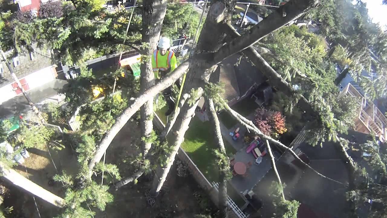 Simple rigging on a Fir tree dismantle (Time lapse)
