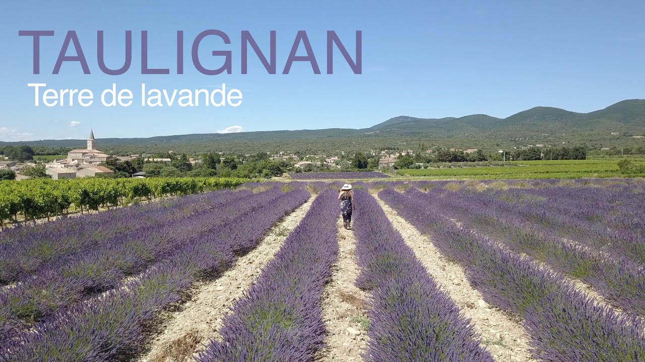 Taulignan, Terre de lavande