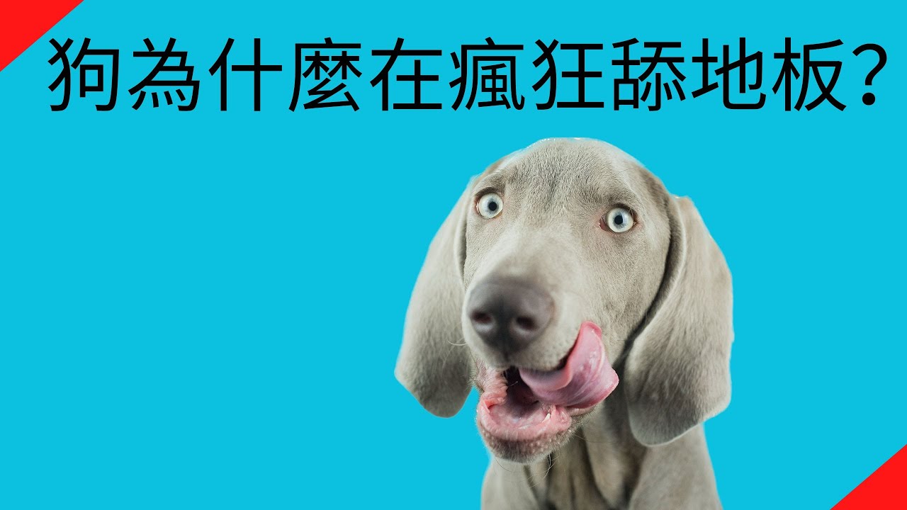 狗狗地板舔個不停～到底怎麼了？