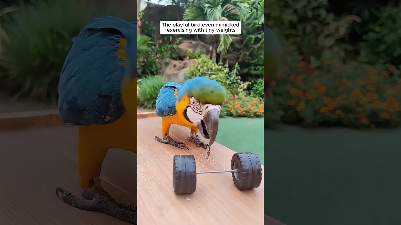 This family rescued a blue macaw trapped in a trash bin and then&hellip;