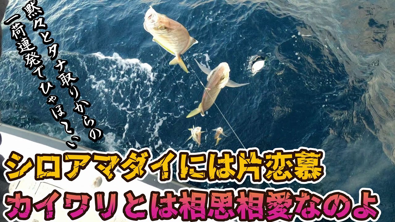 シロアマダイは片恋慕のまま!!　カイワリとは相思相愛！　入れパク楽しみお刺身三日分～魚信すらなく黙々からの一荷連発ひゃほ～い♪～（2025.2.15 宇佐美・治久丸 午後アマダイ・カイワリ）