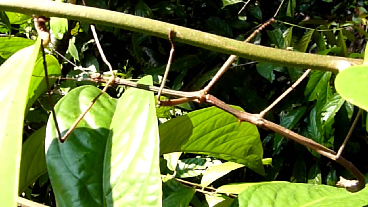 Incredible: Walking stick insect / Stabheuschrecke auf Wanderschaft / Une canne se prom&egrave;ne, Borneo