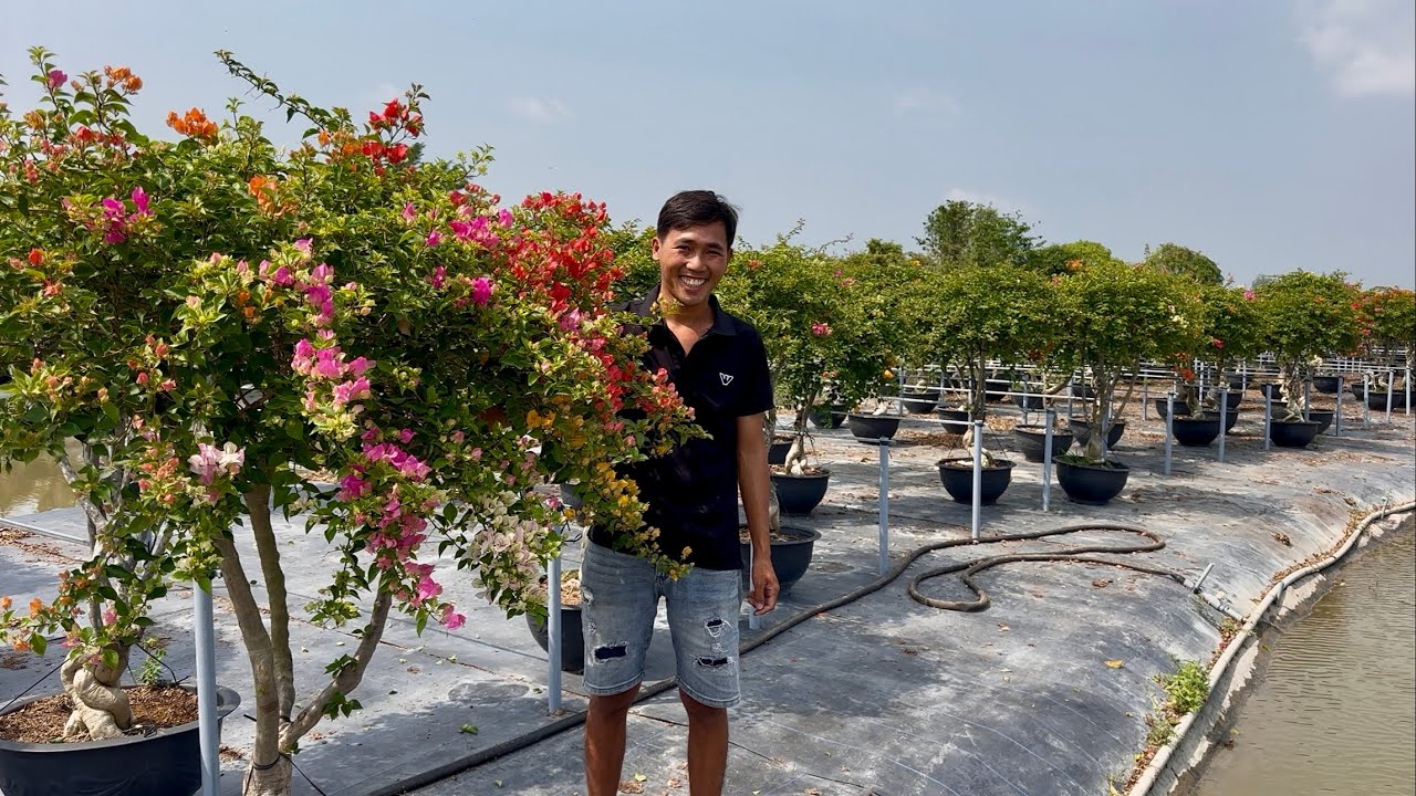 Hoa giấy ngũ sắc thái siêu búp nụ Tết, giao xe tải sỉ và lẻ bao phí ship ☎️0765.998.660 Thanh Nguyên