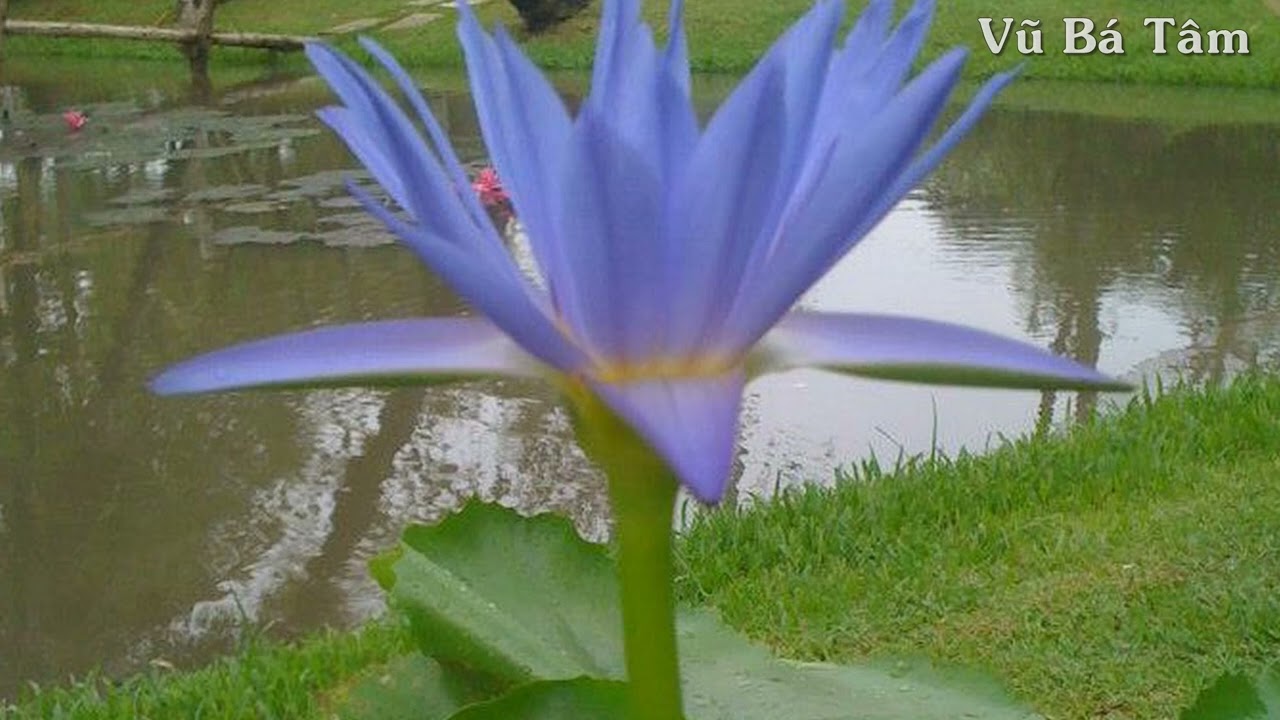 648. Ngắm Hoa Lệ Rơi - Châu Khải Phong