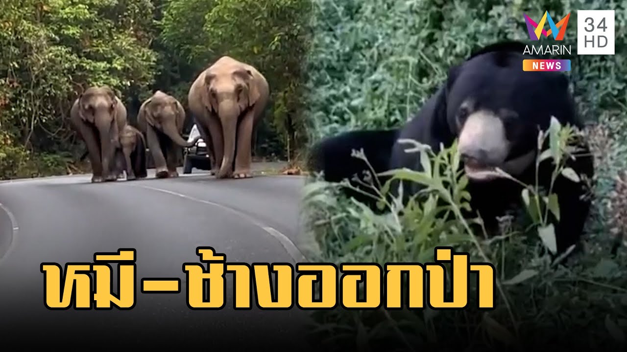 หมีหมาหลุดจากป่า เทือกเขาพญาฝ่อ - ระทึก! ช้างป่าเขาใหญ่อวดโฉม