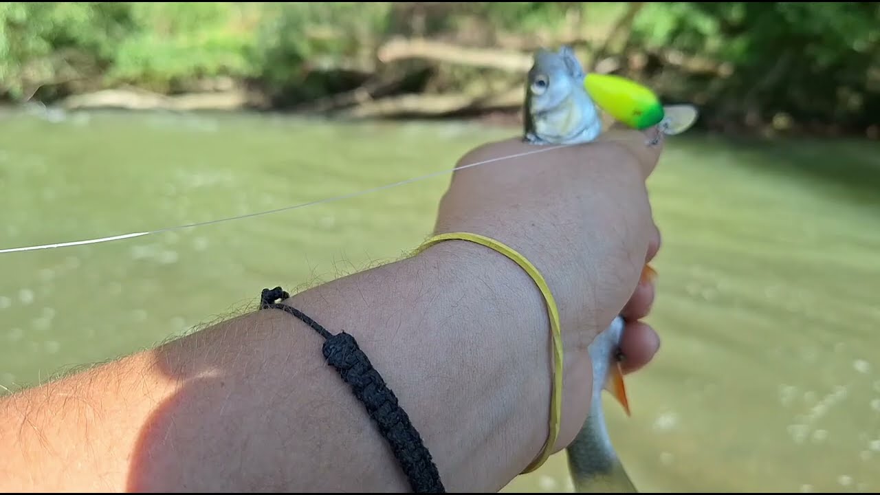 In Cautarea Clenilor pe Raul Strei !!!  Chub Fishing