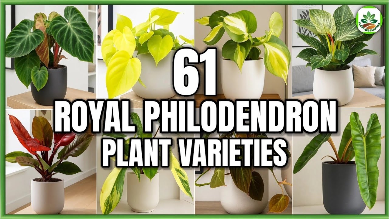 61 Royal Philodendron Plant Varieties | Philodendron Plants to grow | Plant and Planting