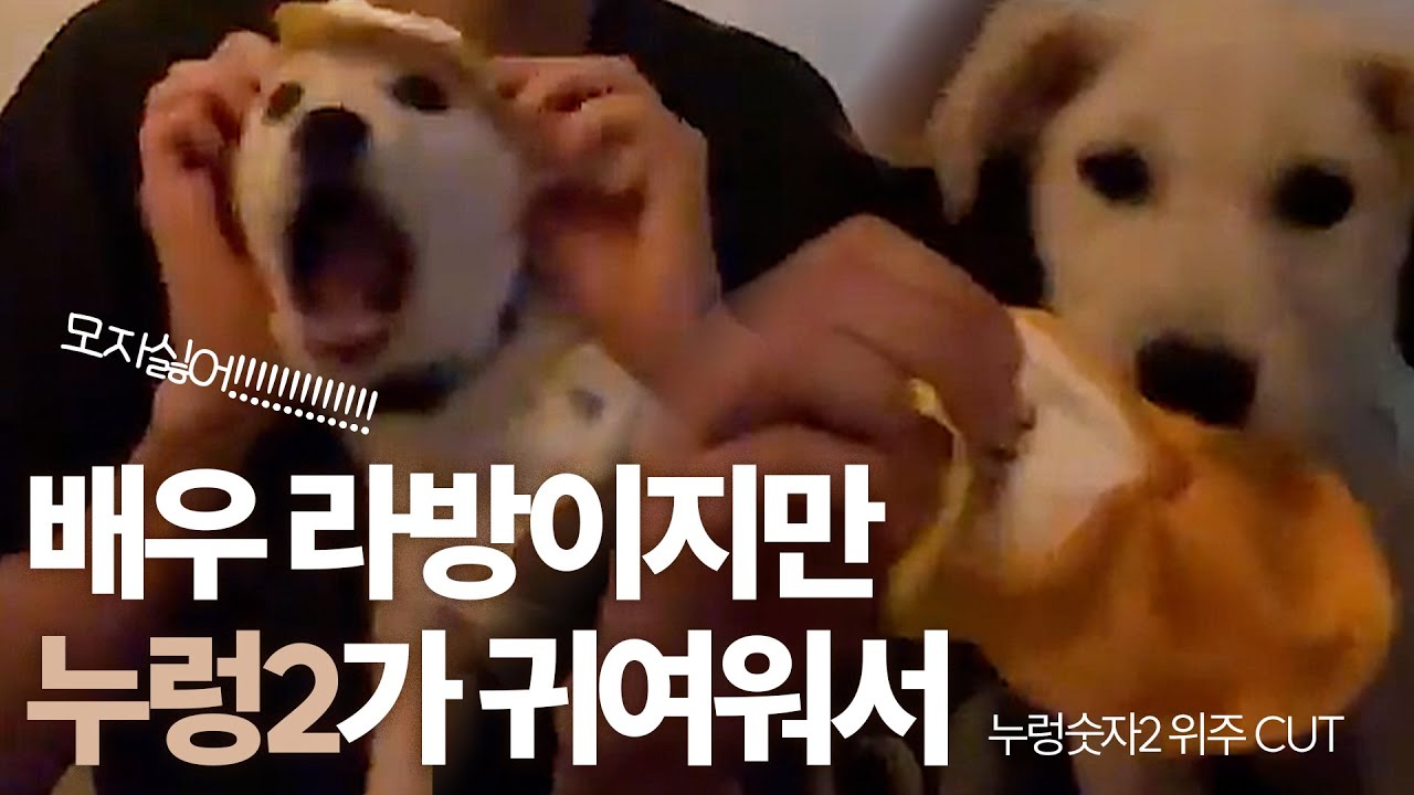문제가 될까요?? 배우 대신 강아지 덕질을 하는게...