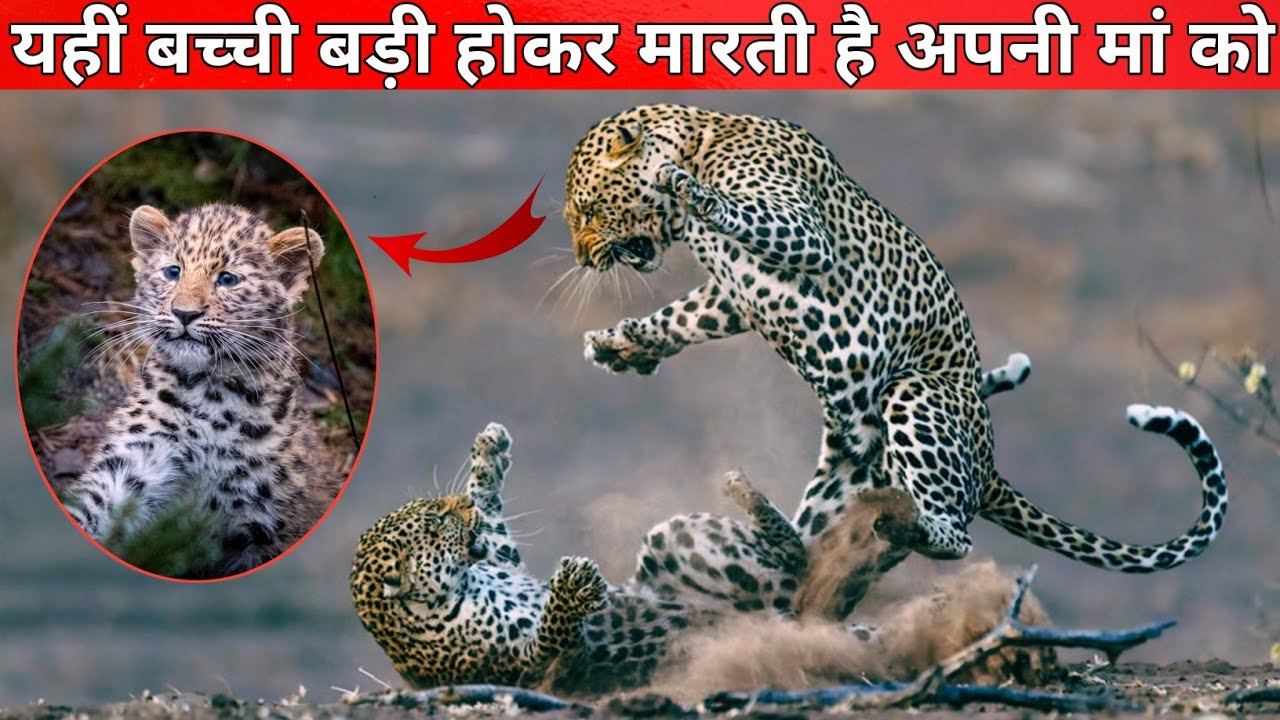 जिस बेटी को लाड़ प्यार से पाला पोसा था । वहीं बेटी मारती है अपनी मां को || True Story Of Leopards !
