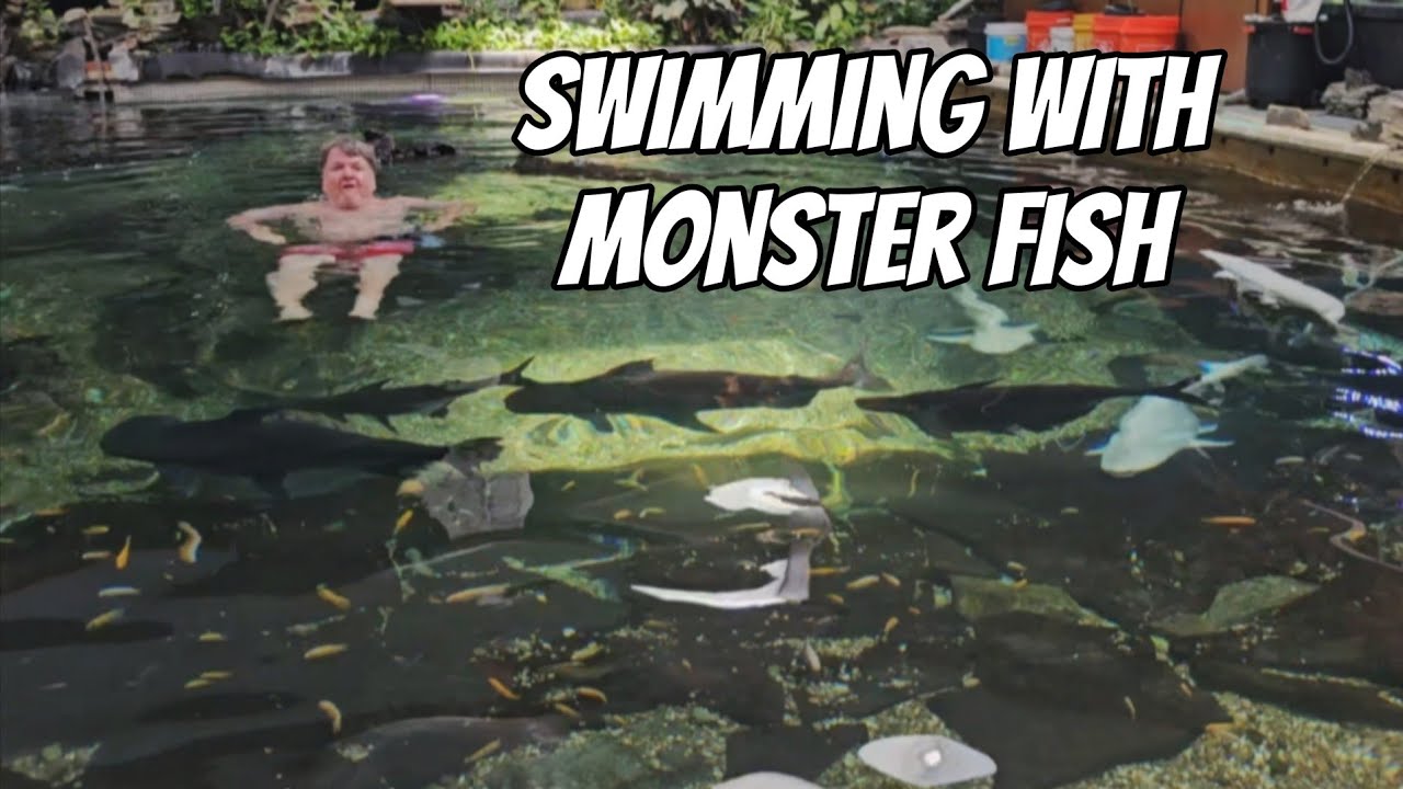 Swimming with Monster Fish