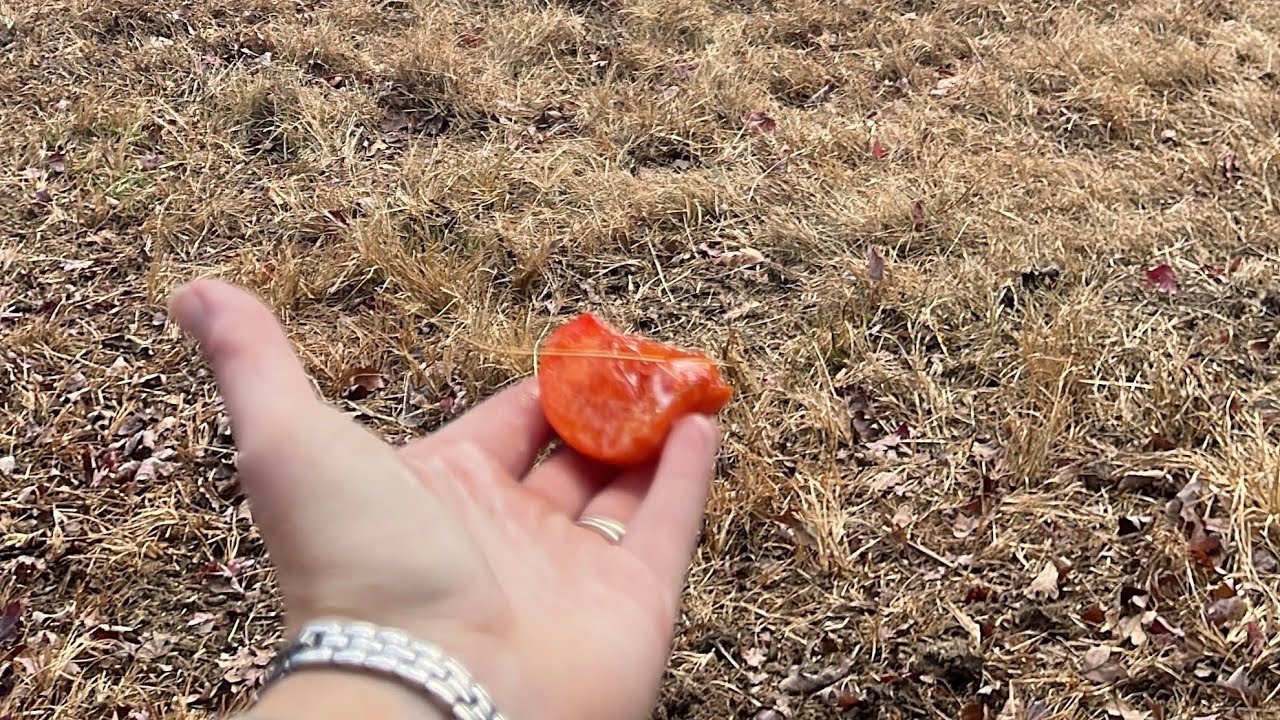 Хурма… Вкусно или гадко?
