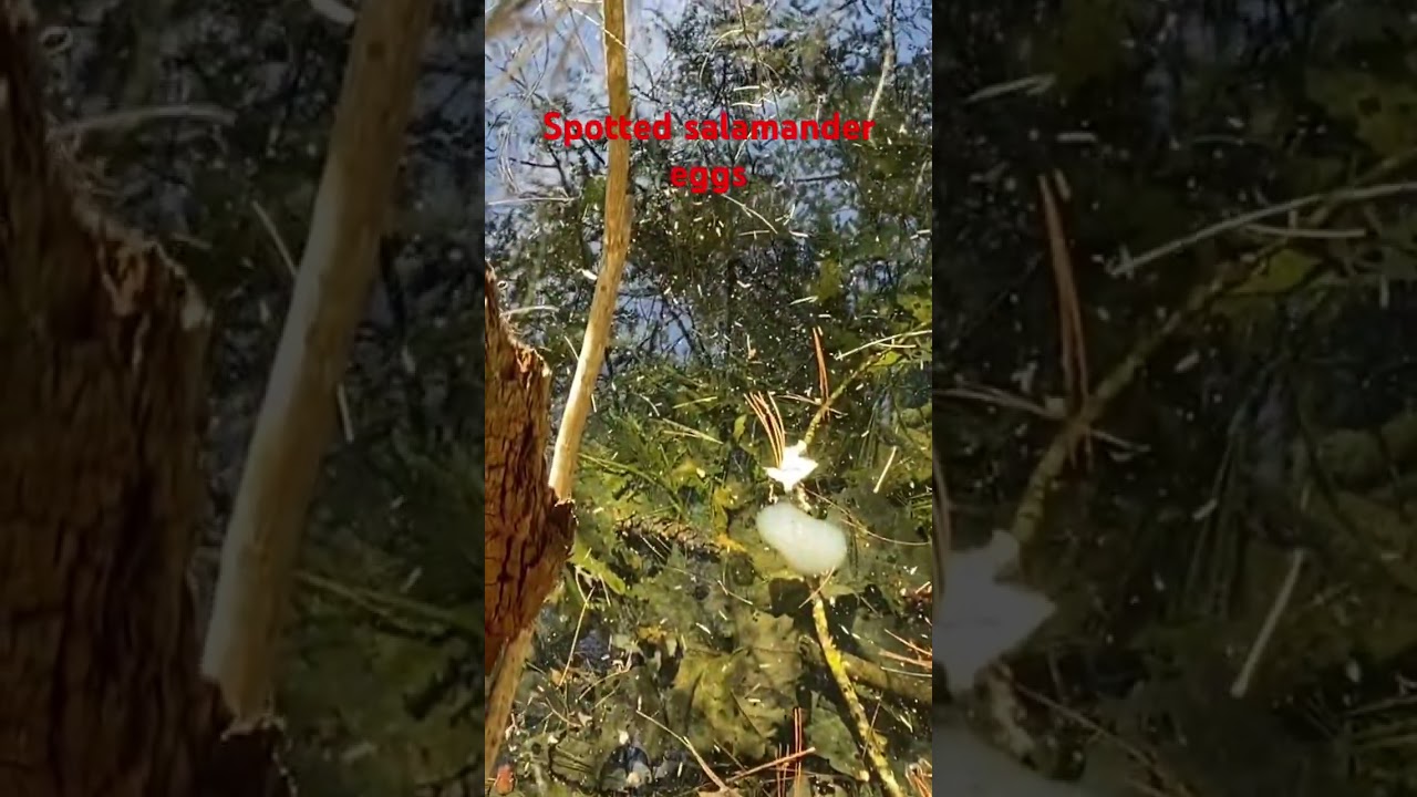 Spotted salamander eggs in small pool 