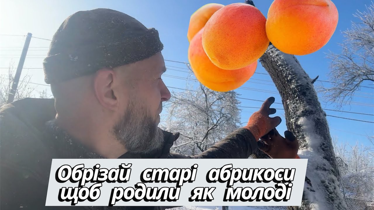 Старі абрикоси ще можуть бути молодими і родючими. Омолодження абрикоси