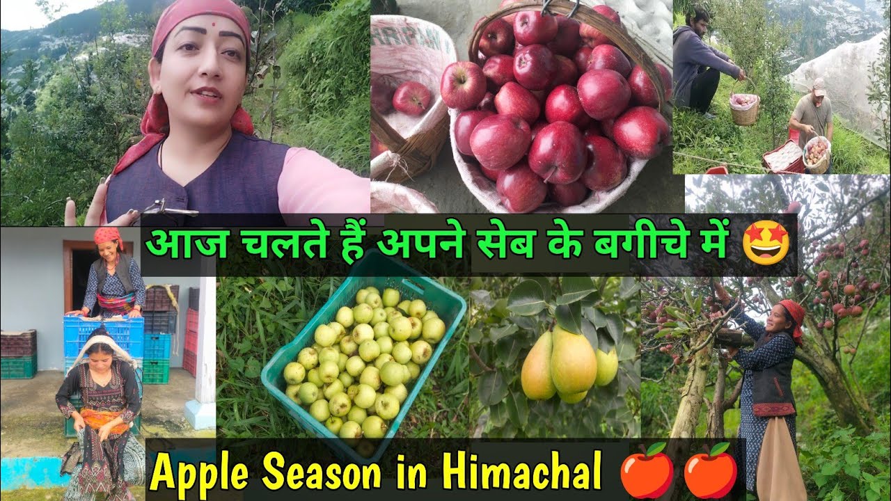 आज चलते हैं अपने सेब के बागीचे में🤩||APPLE SEASON IN HIMACHAL 🍎🍎||KOTGARH||JAROL||PAHADI LIFE ||