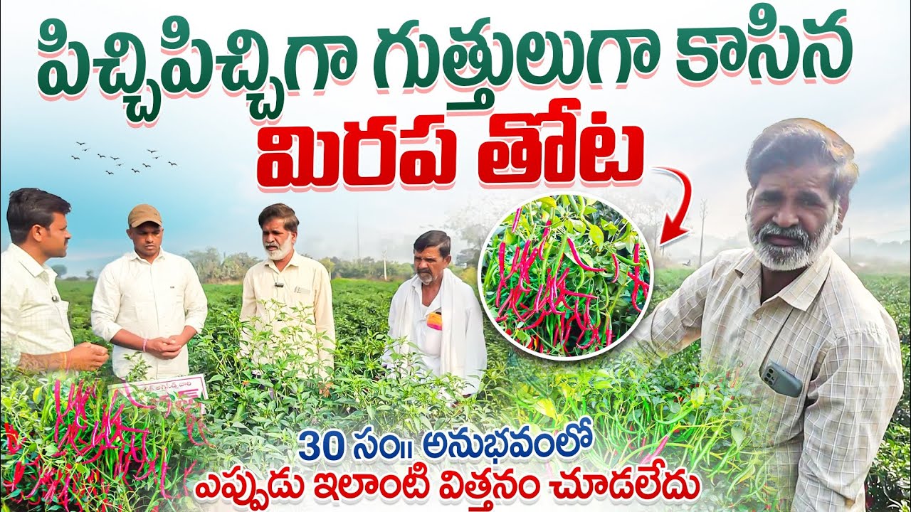 పిచ్చి పిచ్చిగా గుత్తులుగా కాసిన మిరప తోట 