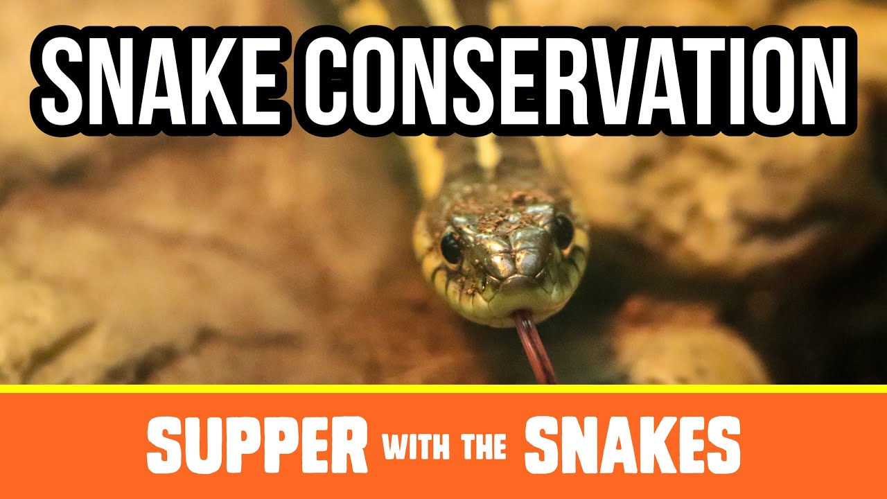 Snake Conservation | Supper with the Snakes