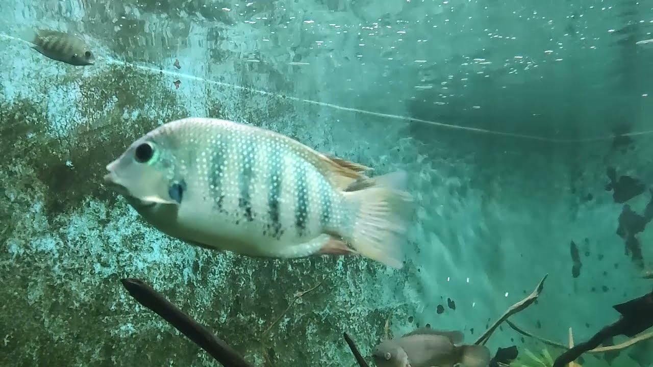 Green chromide in Colombo Zoo, Sri Lanka