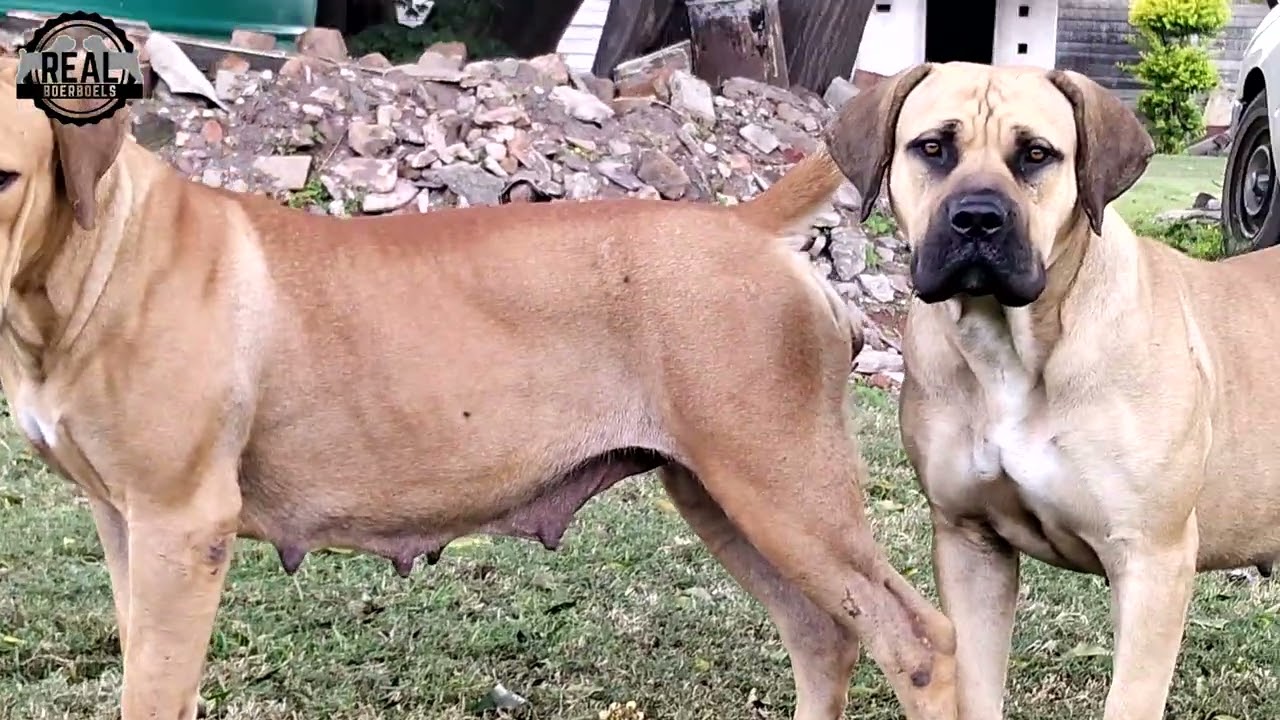 Real Boerboels - Ladies of Strength | Female Boerboel Showcase