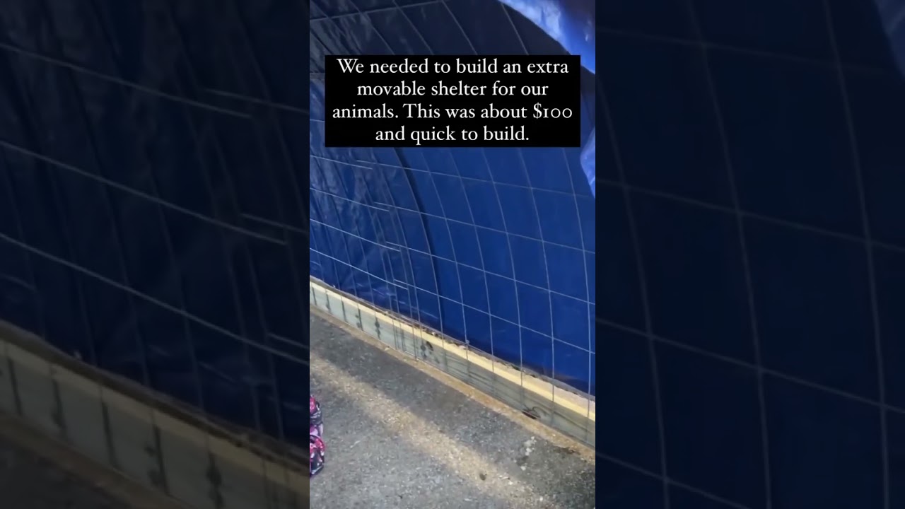 Quick and easy animal shelter! #homestead #homesteading #sheep #goats #homesteadhack