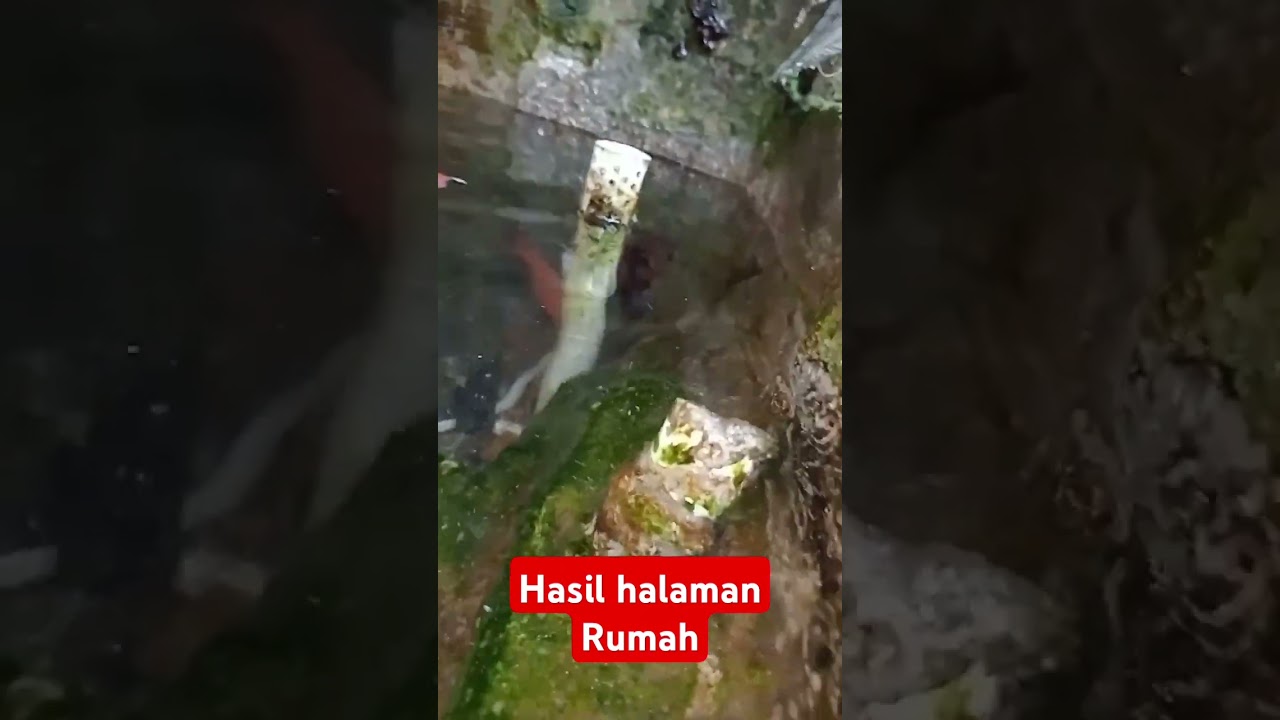 #alam #panorama #hutan