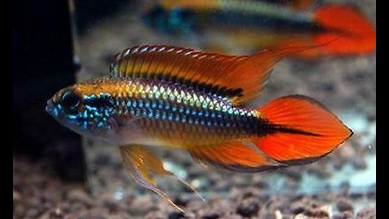¿Es Difícil cuidar al Cíclido Apistograma Agassizii?
